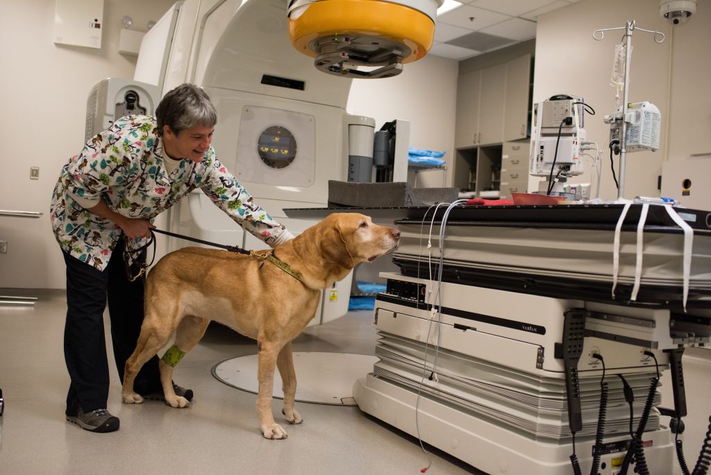 Canine oncologys suite